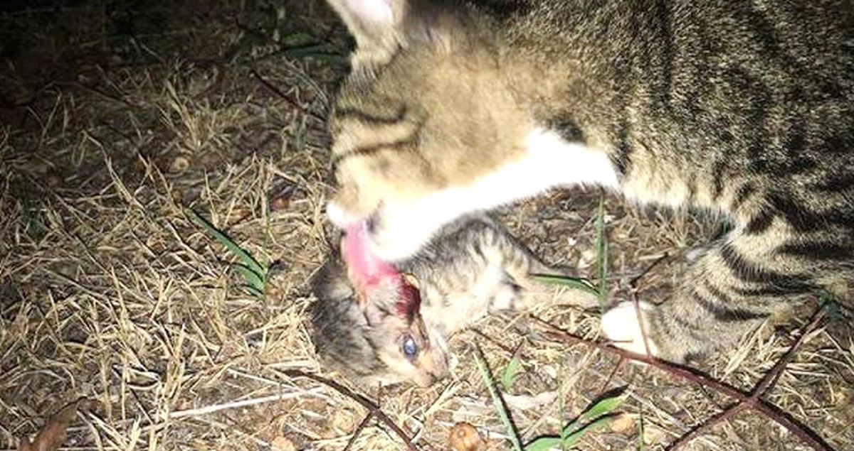 Caniler Tarafından 20 Kedi Zehirlenerek ve Başları Ezilerek Öldürüldü!