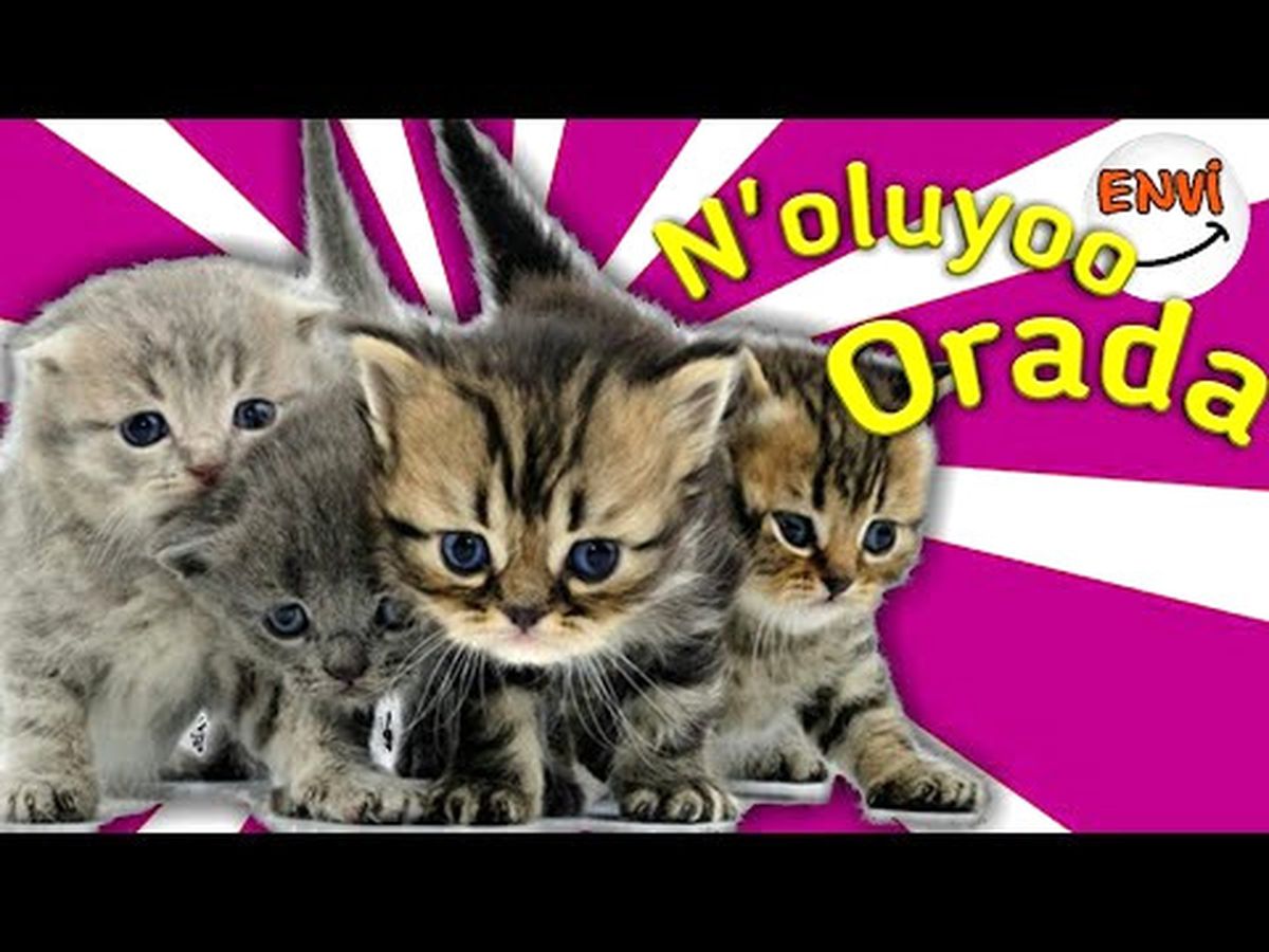 Kedilerin Komik Halleri ?? Komik Kediler Komik Videolar