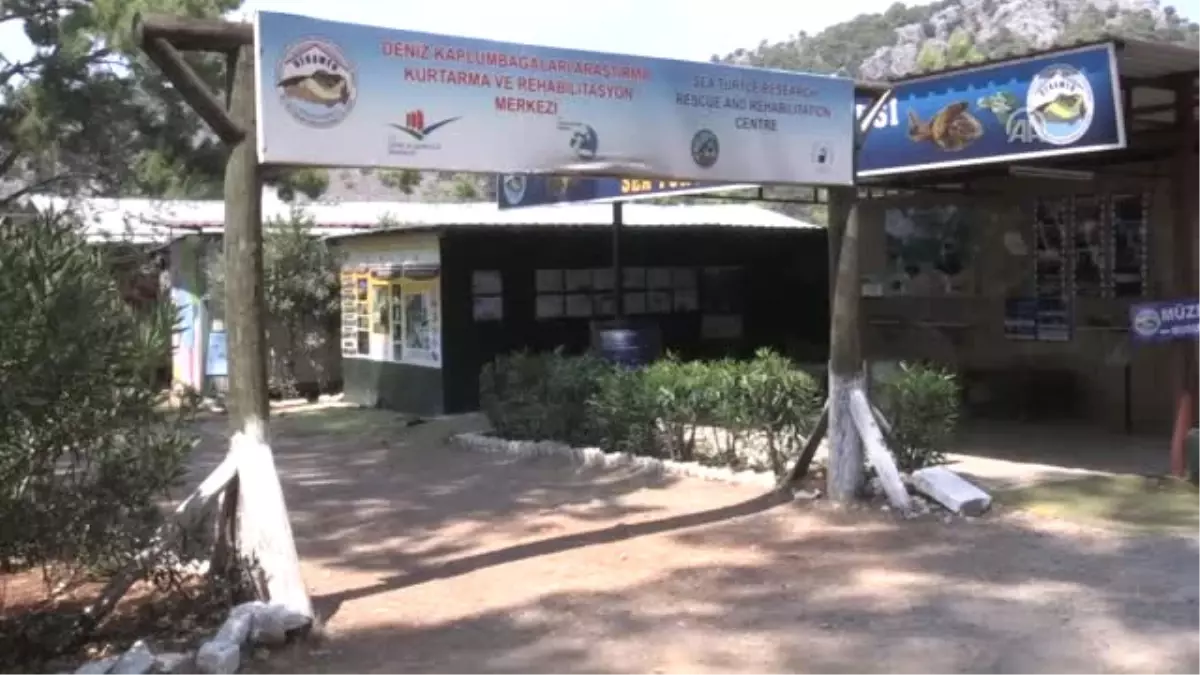 Albino Deniz Kaplumbağa Yavrusu Korumaya Alındı - Muğla