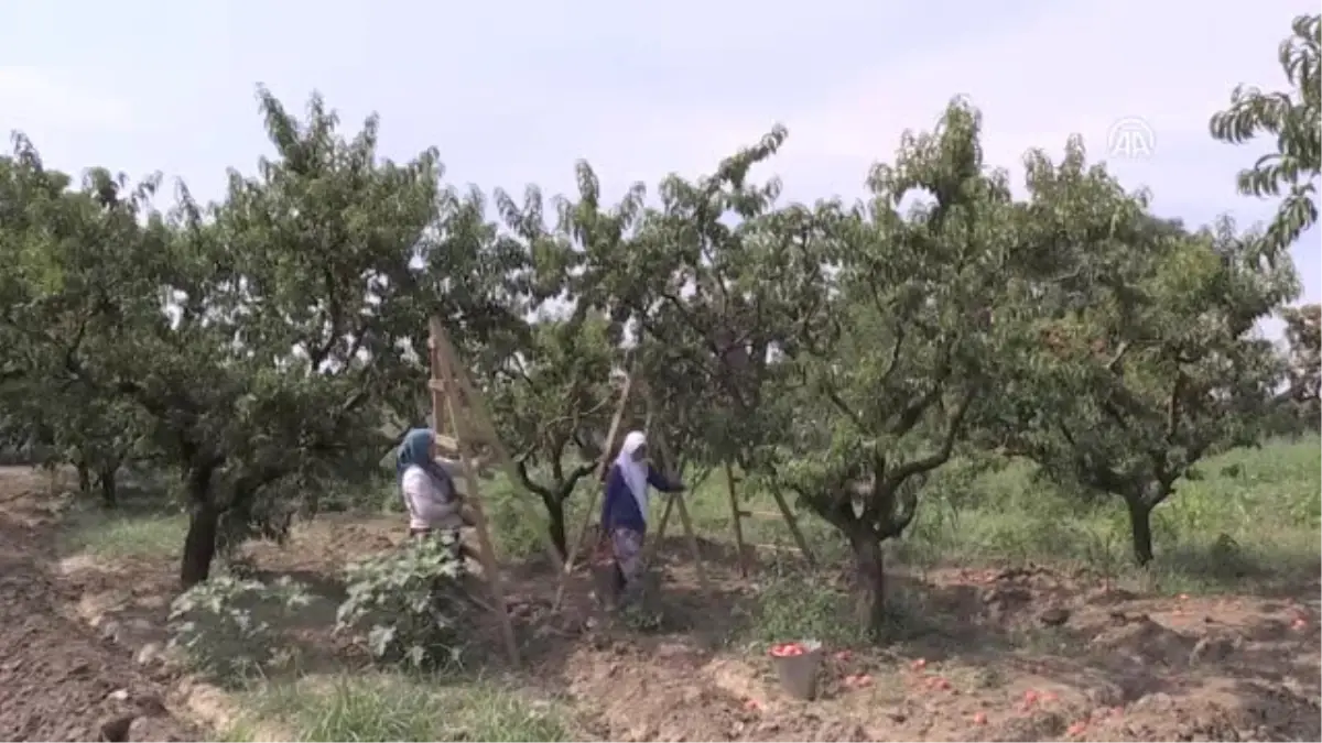 Antalya'daki Turist Canlılığı Bursa Şeftalisine Yaradı