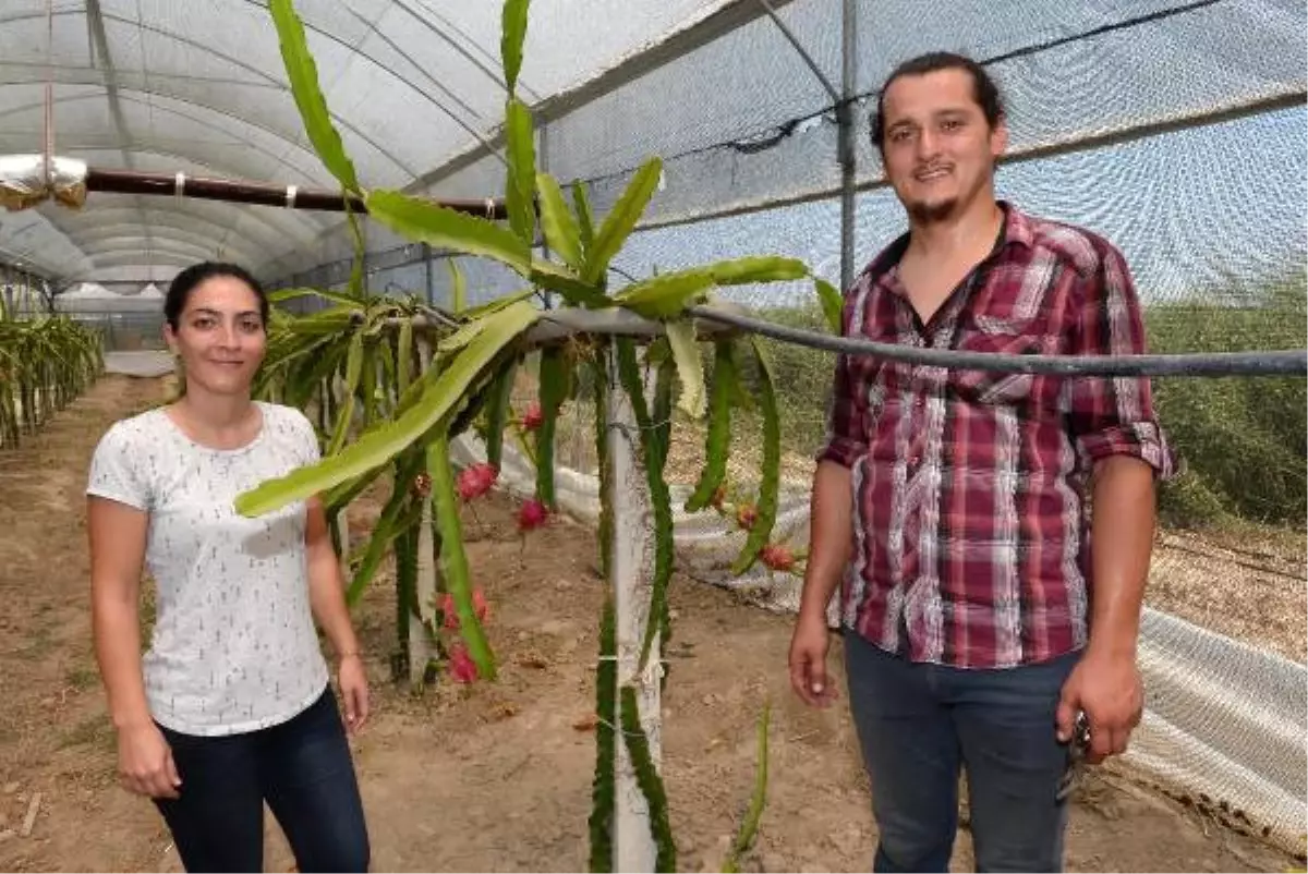 Atanamayan Çiğdem Öğretmen Çiftçi Oldu, Pitahaya Yetiştirdi