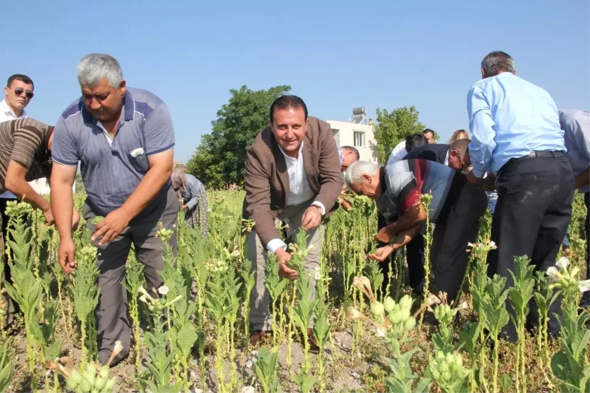 Başkan Soylu, Vatandaşlarla Buluşup Tütün Kırdı