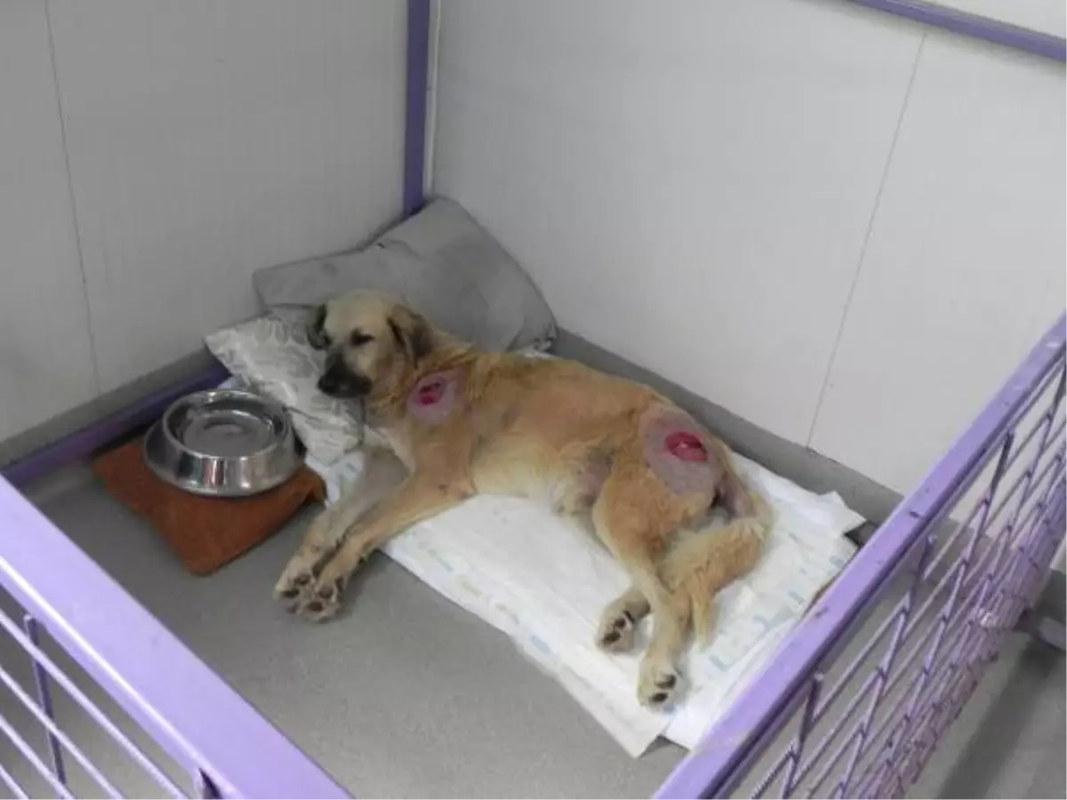 Dha İstanbul - Kaza, Maganda Kurşunu Kurbanı 12 Köpek 'Engellenenler Evi'nde