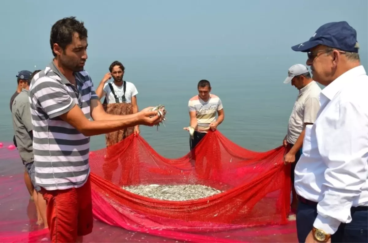 İznik Gümüş Balığı Avrupa'nın Bir Numarası