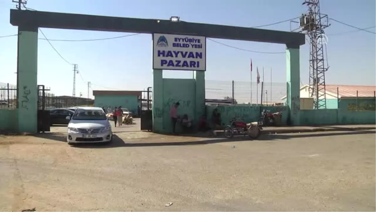Kurbanlıklar Görücüye Çıktı