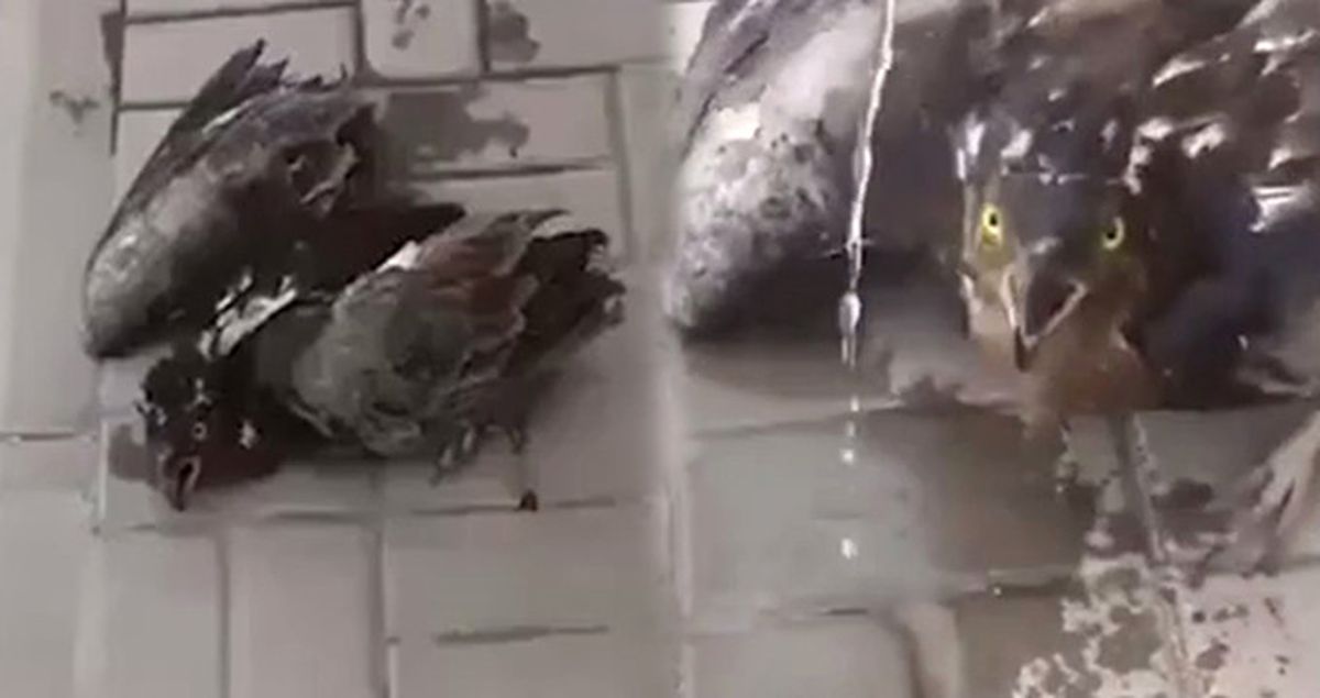 Aşırı Sıcaklara Dayanmayan Kuş, Verilen Suyla Hayata Son Anda Döndürüldü
