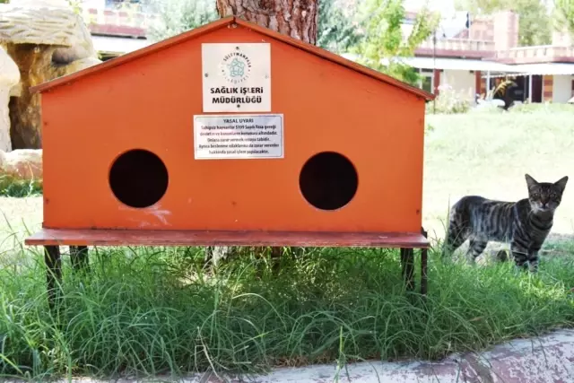 Yeni Kedi Evleri Minik Dostlarımızın Hizmetinde Haberler