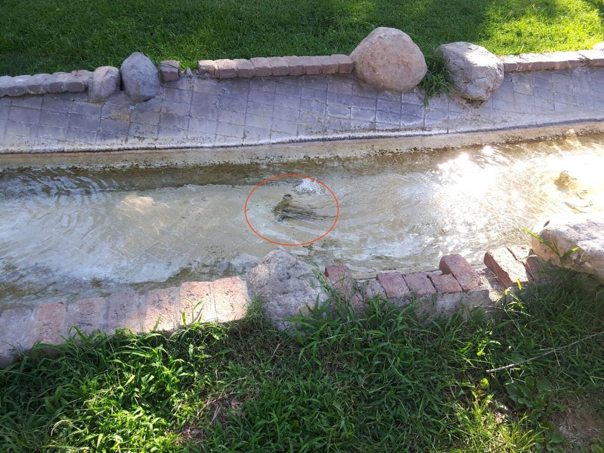 Antalya'da Kan Donduran Olay! Kediyi Suda Boğup Boğazını Kestiler