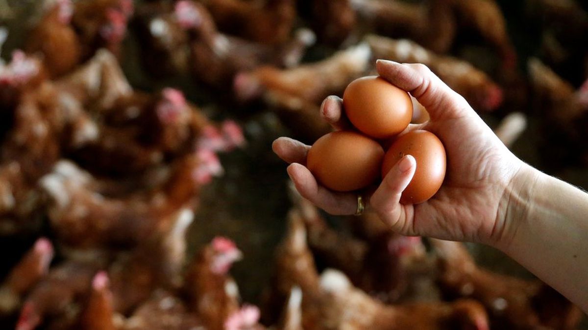 Zehirli Yumurta Salgını Avrupa'ya Yayıldı