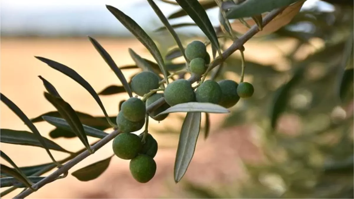 Zeytinin En 'Tatlı' Hali