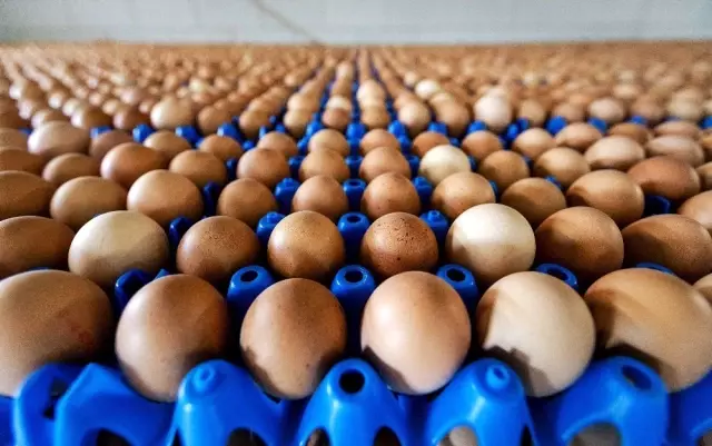 Hollanda'da Zehirli Yumurta Skandalında 2 Kişi Gözaltına Alındı