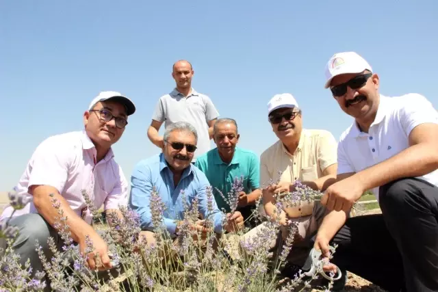 Karaman'da Deneme Amaçlı Ekilen Lavanta Yüz Güldürdü
