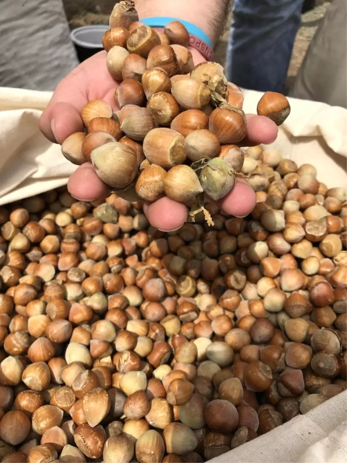 Kaymaz: 'Fındıkta Ağırlığımız Azalıyor'