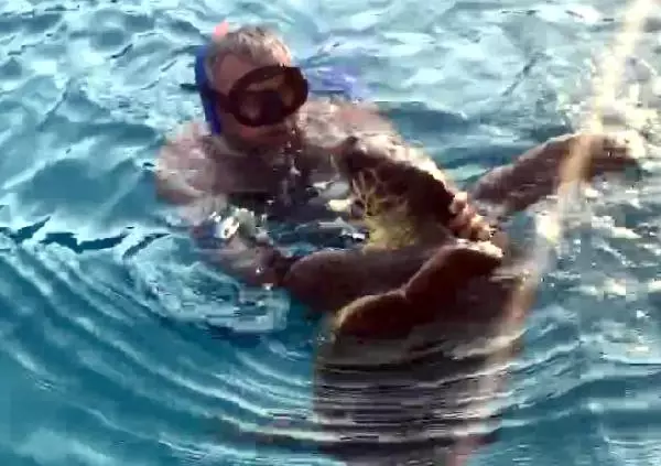 Caretta Caretta Yine Saldırdı