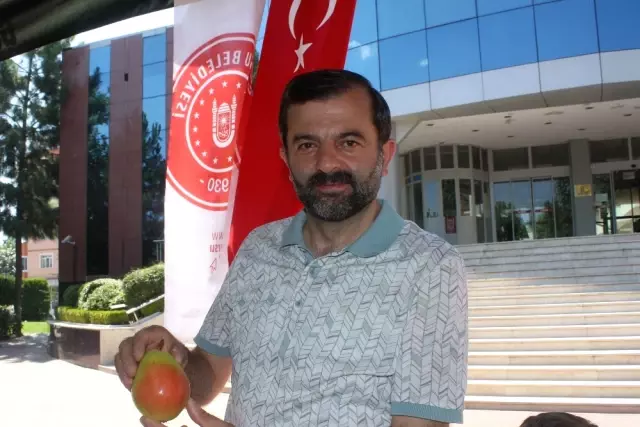 En Güzel Armutlar Yarıştı