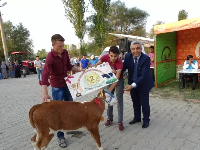 Hisarcık'ta 'En Güzel Buzağı' Yarışması