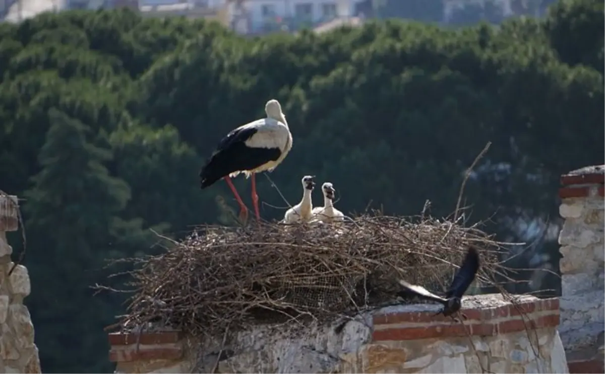 Selçuk'ta 2. Leylek ve Doğal Yaşam Kültürü Festivali Başladı