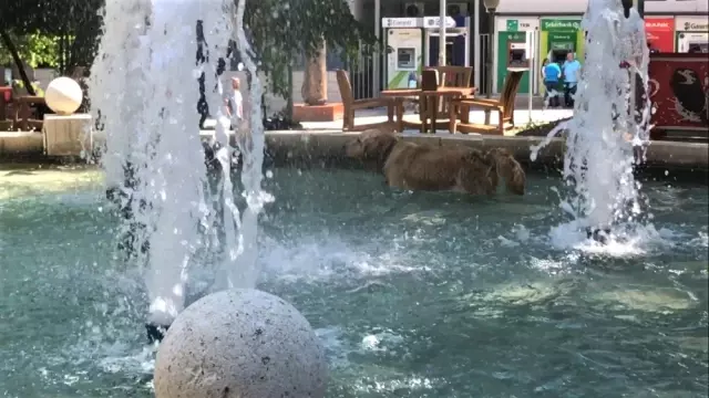 Sıcaktan Bunalan Köpek Süs Havuzuna Girdi