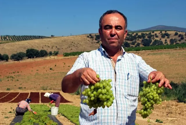Sultaniye Üzümleri Kurutulmaya Başlandı