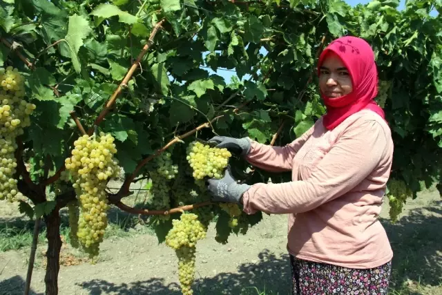 Üzüm Üreticisinin Fiyat Beklentisi 5 Liranın Üzerinde