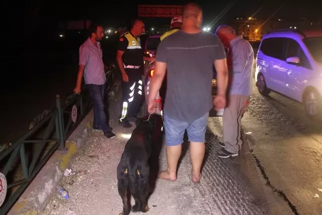 175 Promilli Sürücü Köpeğini Bırakmadı
