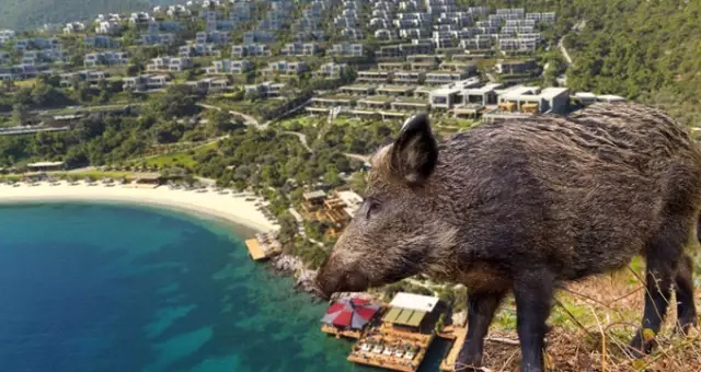 Bodrum'da Bulunan Lüks Mandarin Sitesi, Yeniden Domuzların İstilasına Uğradı