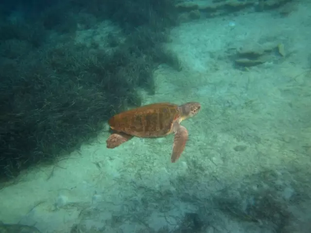Denizciler Derneği Başkanı Caretta Caretta Saldırısına Uğradı