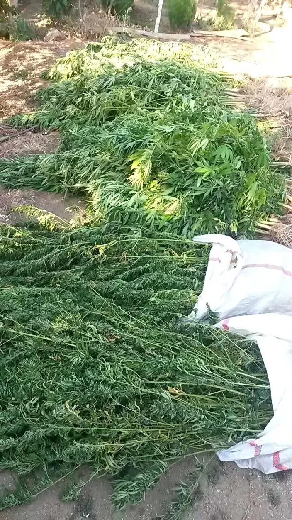 Ödemiş ve Kiraz'da Uyuşturucu Operasyonu