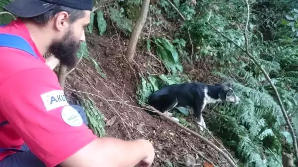 Tel ile İşkence Yapılan Köpeği Akut Kurtardı
