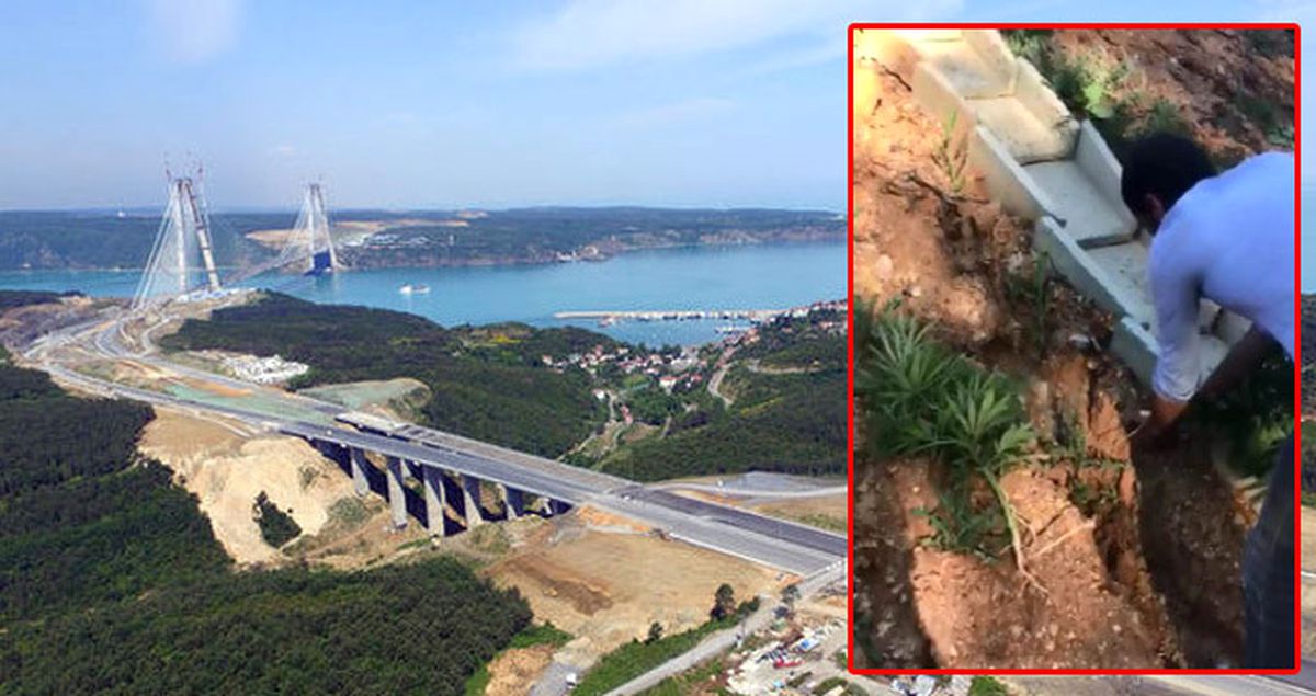 Yavuz Sultan Selim Köprüsü Bağlantı Yolu Kenarında 40 Kök Hint Keneviri Ele Geçirildi