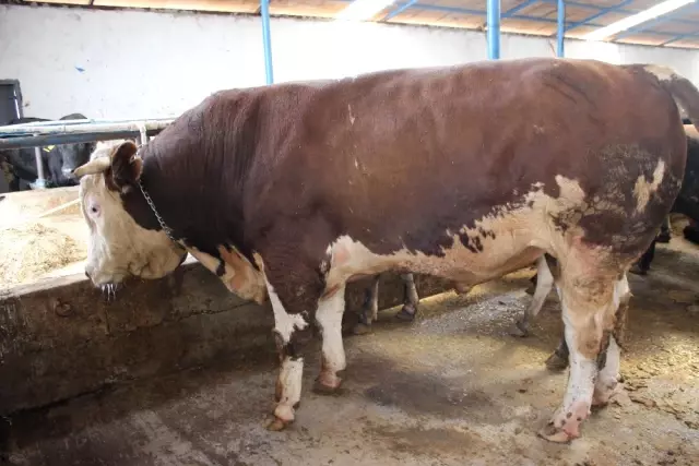 1 Ton 170 Kilogramlık Kurbanlık Boğa 19 Bin Liraya Satıldı