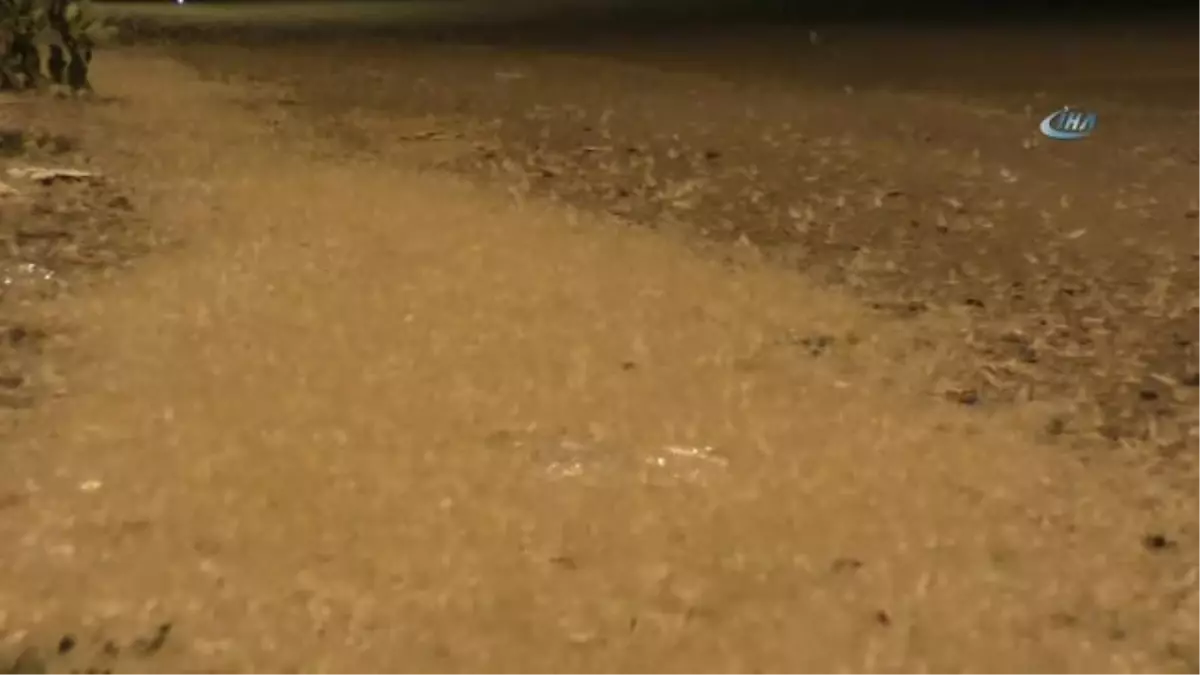 Ardahan'da Kelebeklerin Ölüm Dansı