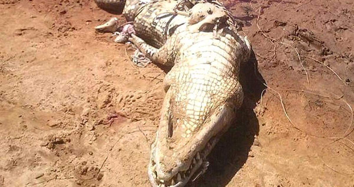 Brezilya'da Uzun Süredir Kayıp Olan Çiftçi, Timsahın Midesinde Bulundu!