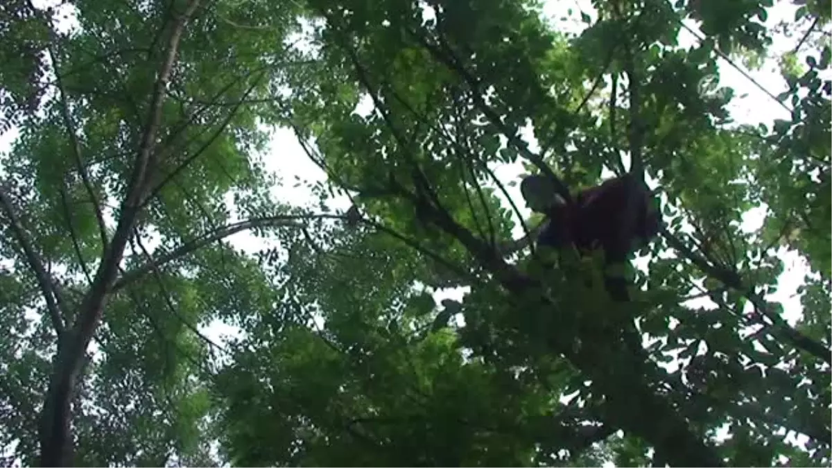 Evden Kaçan Papağan Veterinere Verildi