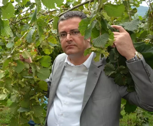 Fındıkta Makineli Hasat Maliyeti Düşürüyor