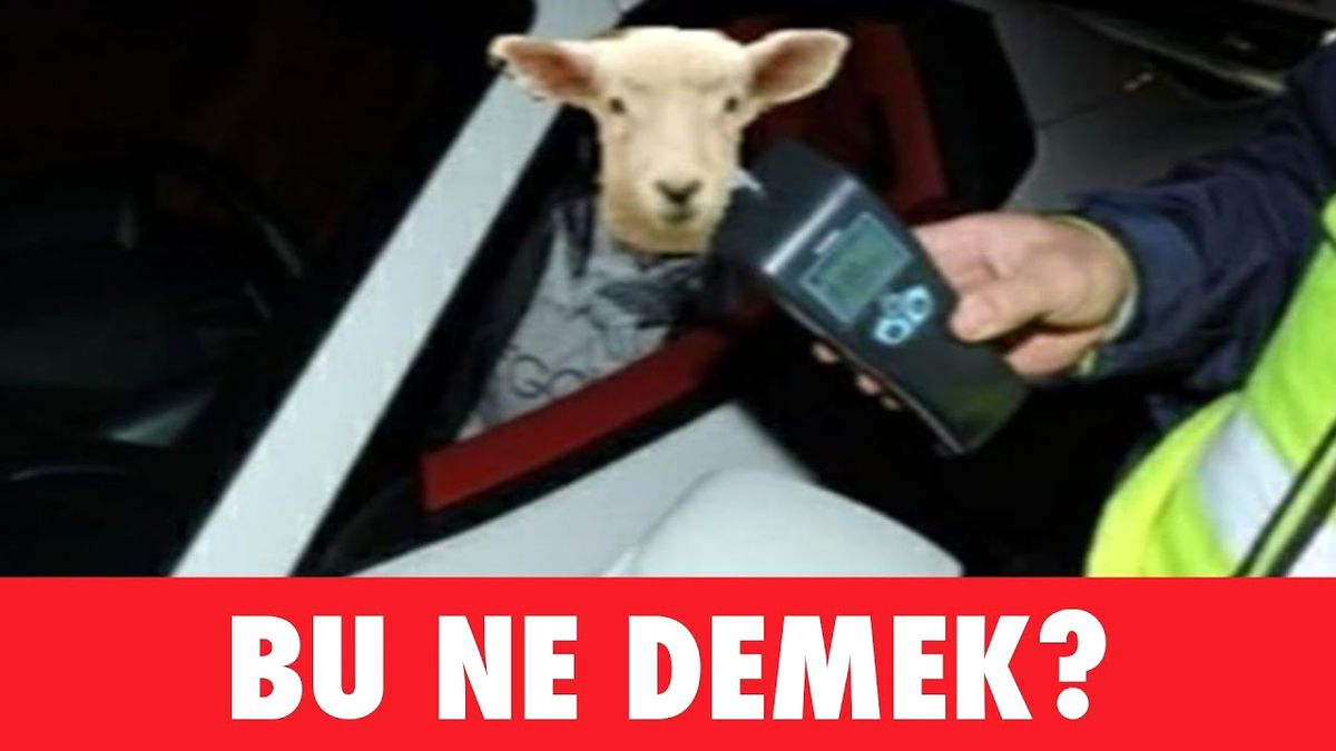 Fotoğraflı Alper Bas Yarışması - En Soğuk Espriler