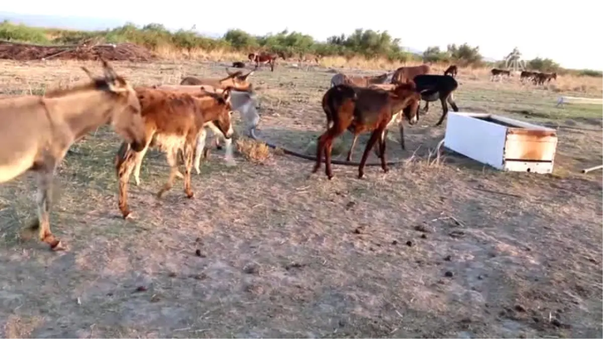 Eşek Sütü' İçin Çiftlik Kurdu