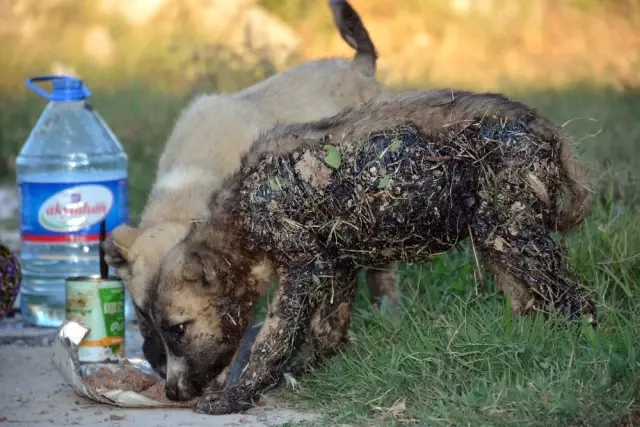 Zifte Bulanan Köpekleri Sıvı Yağ ile Temizleyerek Kurtardılar