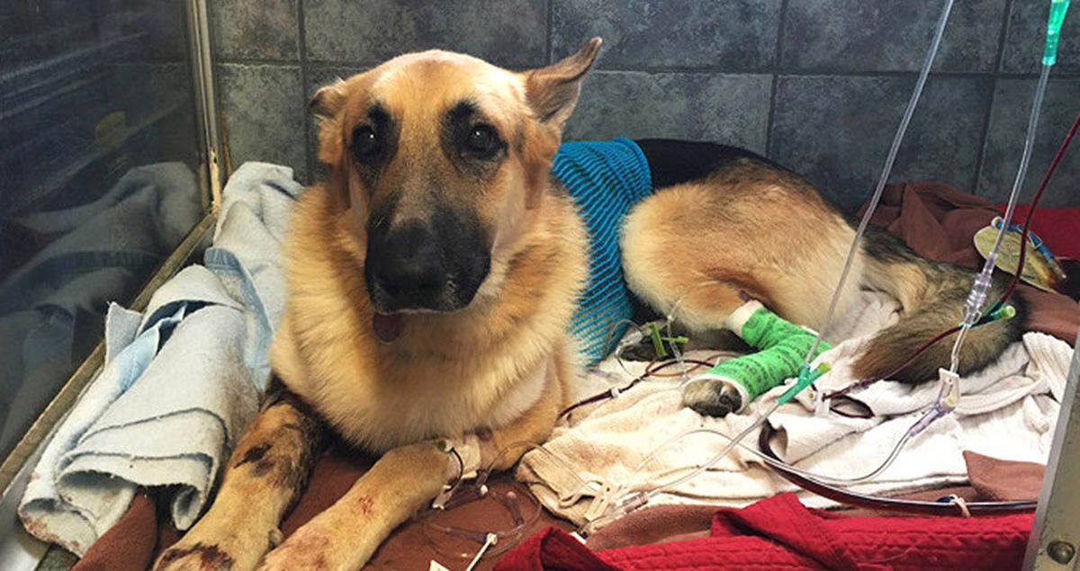 Amerika'da Kahraman Köpek, İki Çocuğu Zehirli Yılandan Kurtardı