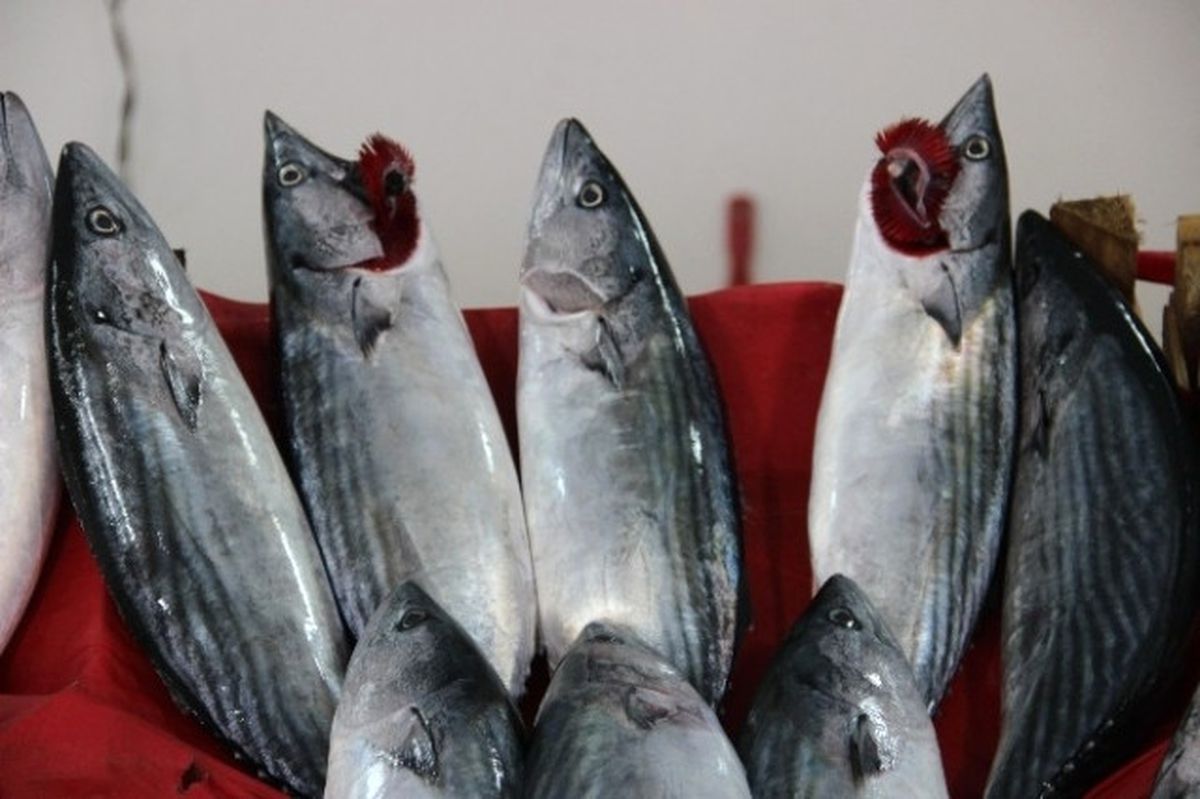 Karadeniz'de Yılın İlk Palamutları Avlandı