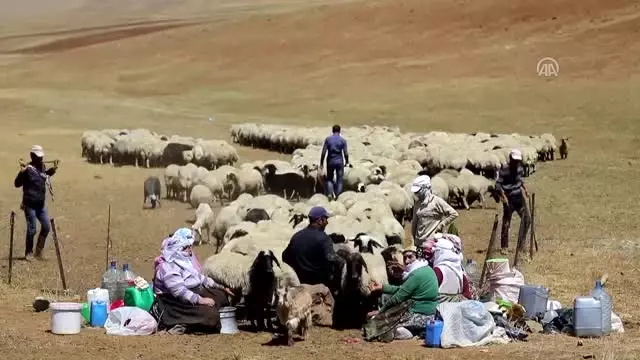 Berivanların 3 Bin Rakımlı Yaylaya Zorlu Yolculuğu (2)