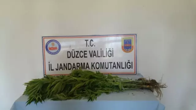Düzce'de Hint Keneviri Operasyonu