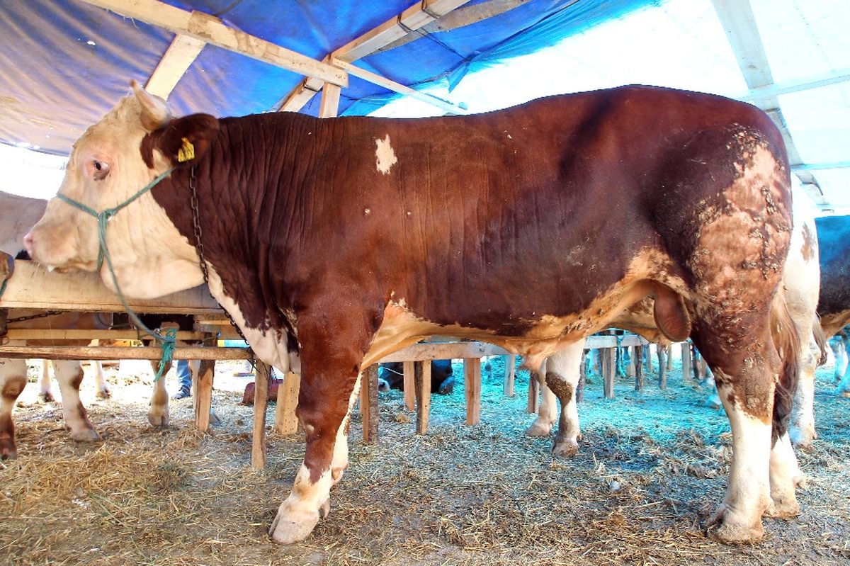 İşte 'Haso': 1 Ton Geliyor Araba Fiyatına