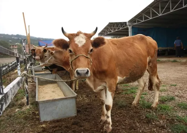 Ordu'da Kurban Bayramı Hazırlıkları