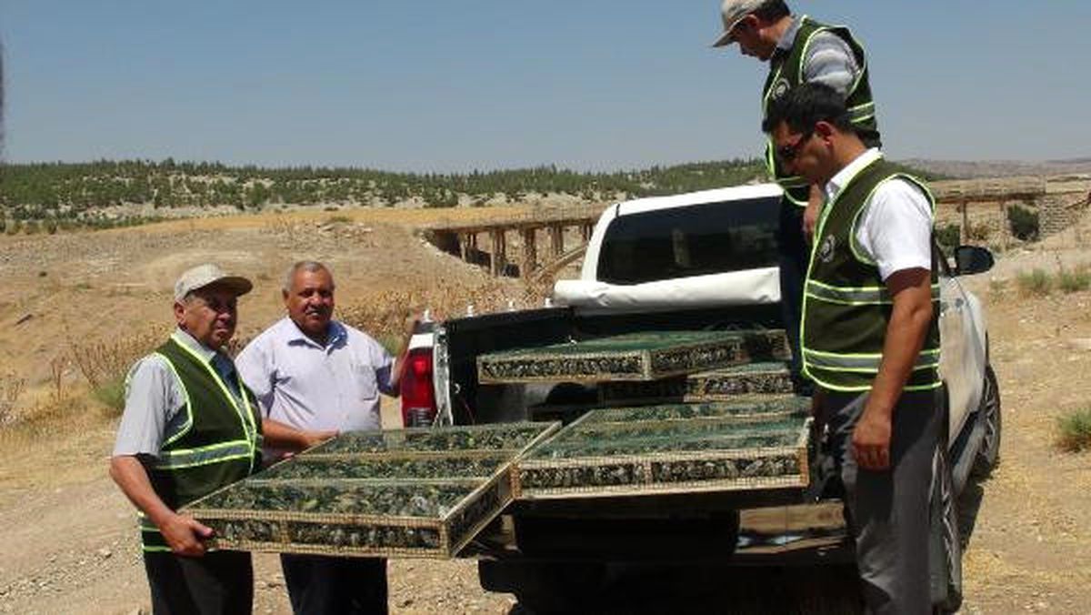Öncüpınar Sınır Kapısı'nda, Suriye'ye Götürülmek İstenen 2 Bin Saka Kuşu Ele Geçirildi