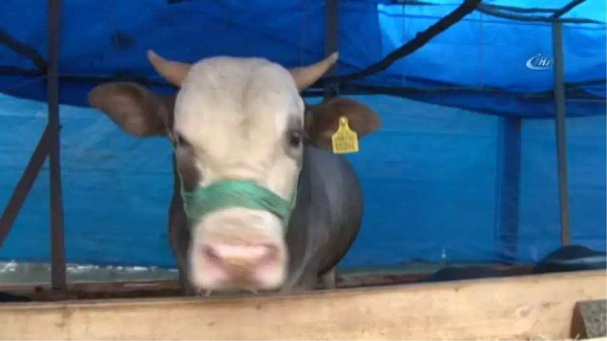 2 Ton Fındığa Kurbanlık Boğa 'Baba'
