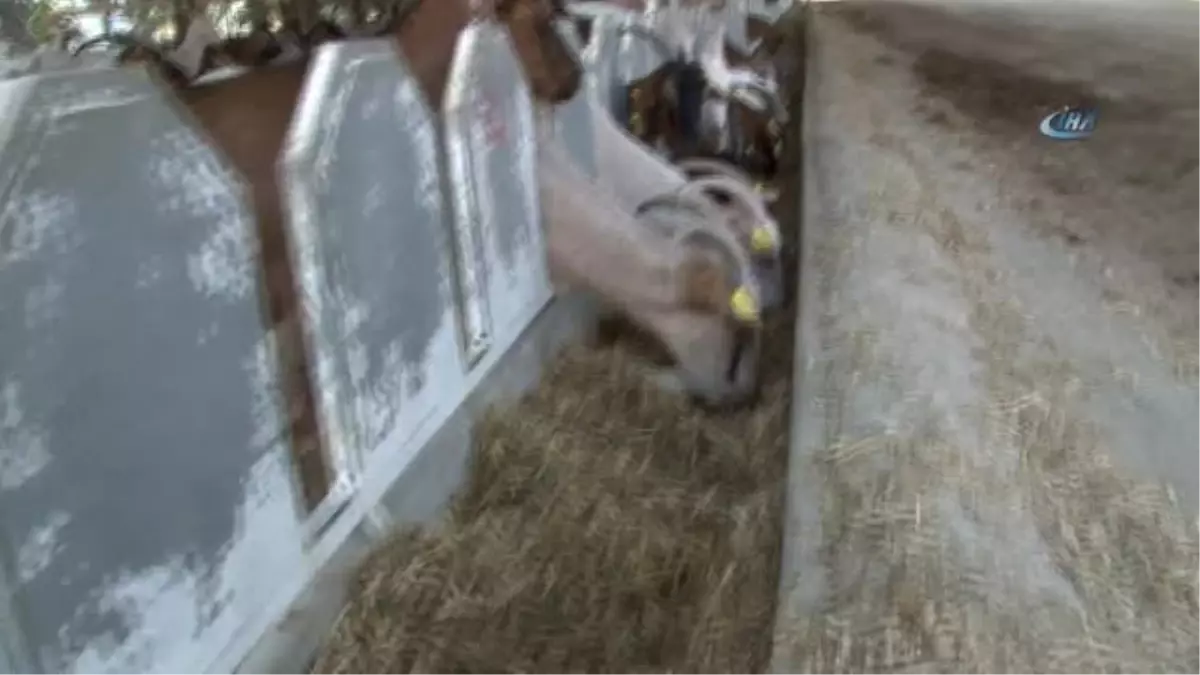 Bunlar da 'Akademik' Kurbanlıklar...