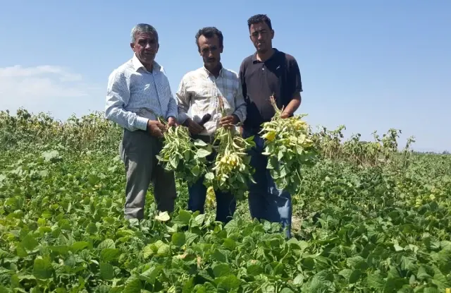 Kayseri Şeker'in Sözleşmeli Fasulye Ekiminde Hasat Başladı