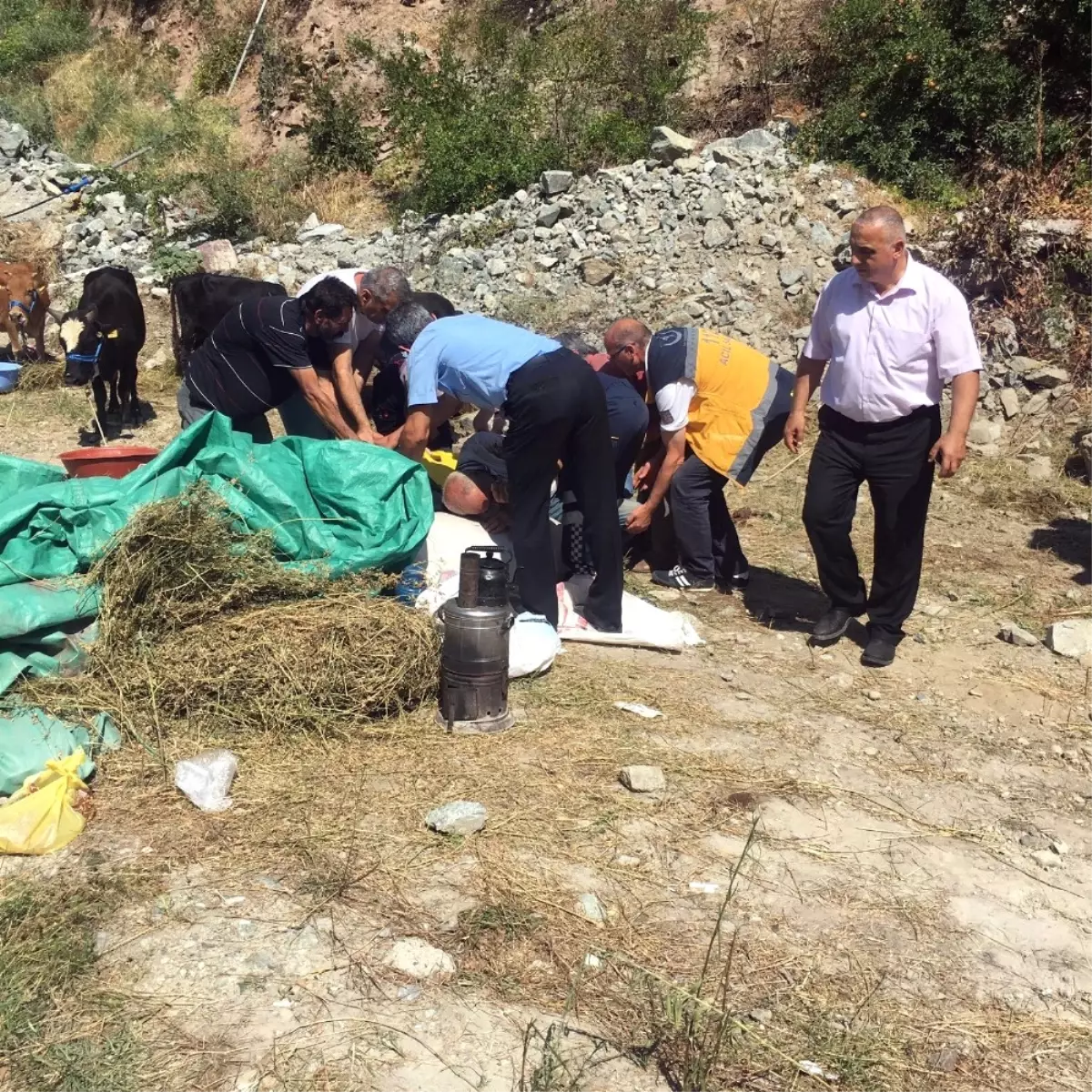 Kurbanlık Boğa Sahibini Yaraladı