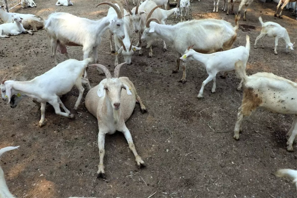 Üniversiteden 'Akademik' Kurbanlık Keçi